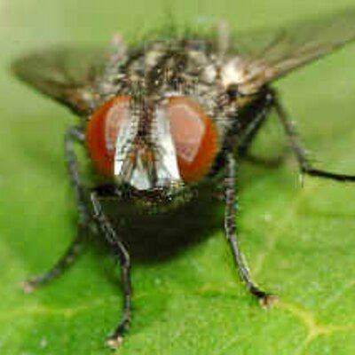 Musca vetustissima Musca vetustissima Mvetustissima Twitter