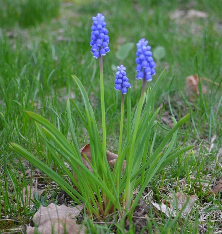 Muscari botryoides AMCNH Muscari botryoides Gallery amp Guide