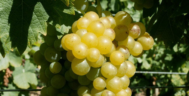 Muscat Blanc à Petits Grains Muscat petits grains Guide des cpages Le Figaro Vin