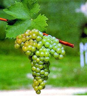 Muscat Blanc à Petits Grains Muscat Wine Types Wiki