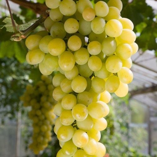 Muscat (grape) Grape Vine 39Polo Muscat39 Pot Grown Pomona Fruits Buy Fruit