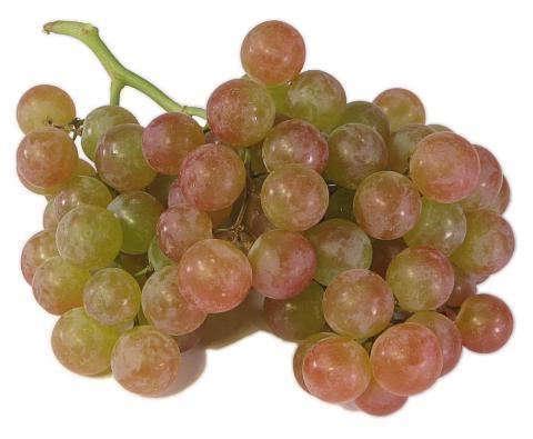 Muscat (grape) The Produce Guide Muscat Grape