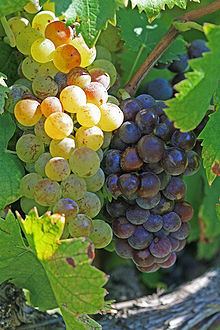 Muscat (grape) httpsuploadwikimediaorgwikipediacommonsthu