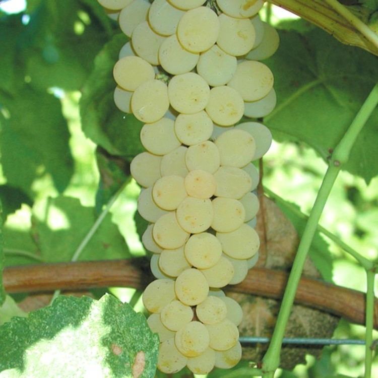 Muscat of Alexandria Bare Root Wine Grape Vine Muscat of Alexandria GrowOrganiccom