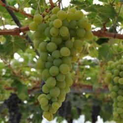 Muscat of Alexandria Grape Vine 39Muscat D39Alexandria39 Vitis vinifera
