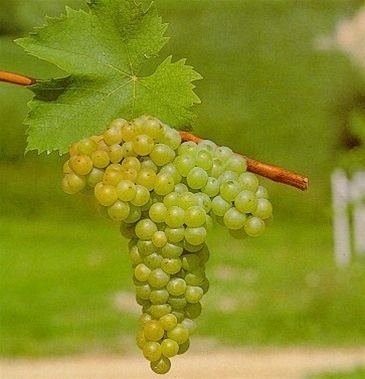 Muscat of Alexandria Muscat of Alexandria Grapevines for Sale