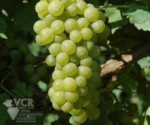 Muscat Ottonel Muscat Ottonel Wine Information