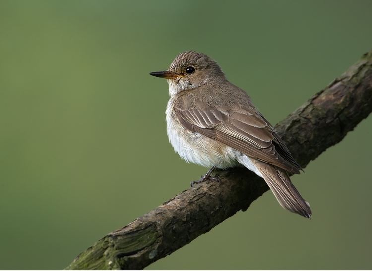 Muscicapa Spotted flycatcher Wikipedia