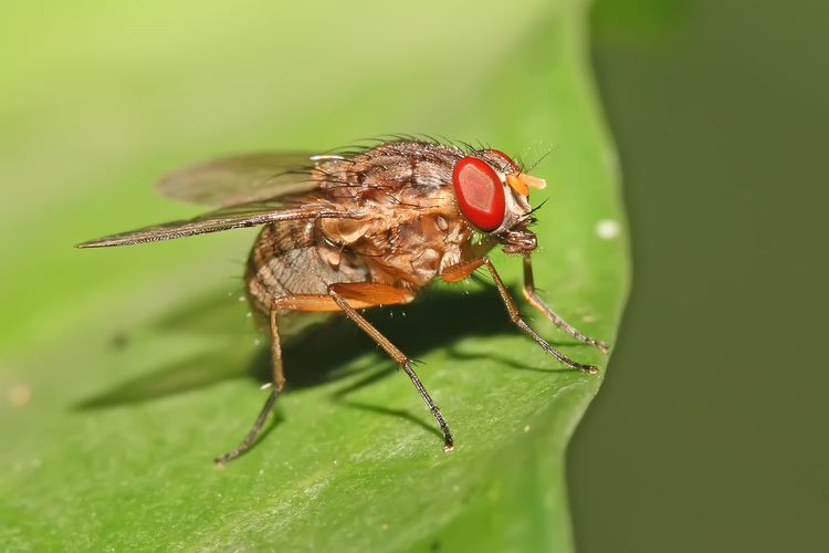 Muscidae Muscidae Checklist View