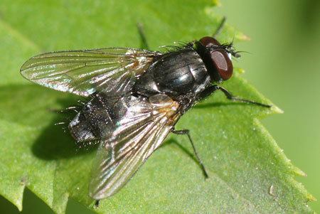 Muscidae House flies muscidae