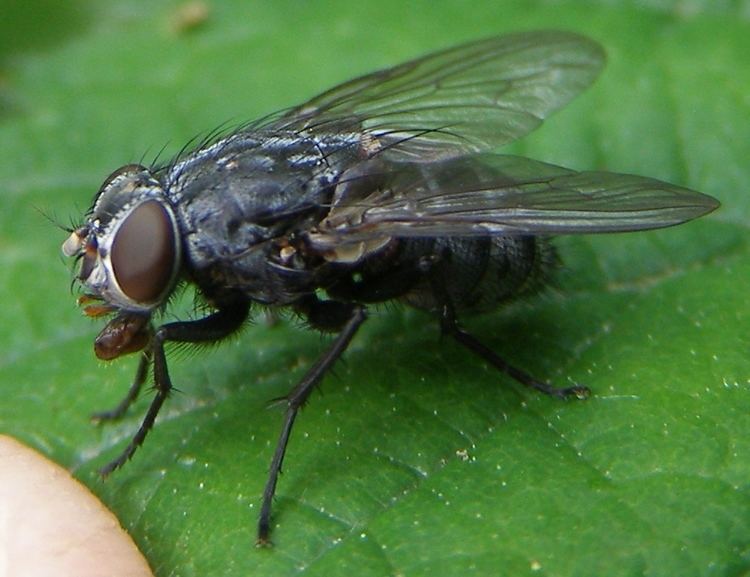 Muscidae Muscina prolapsa Wikipedia