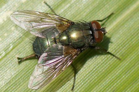 Muscidae House flies muscidae