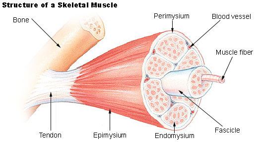 Muscle fascicle