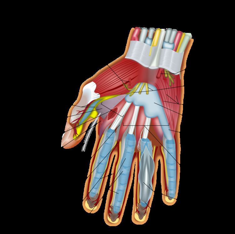 Muscles of the hand