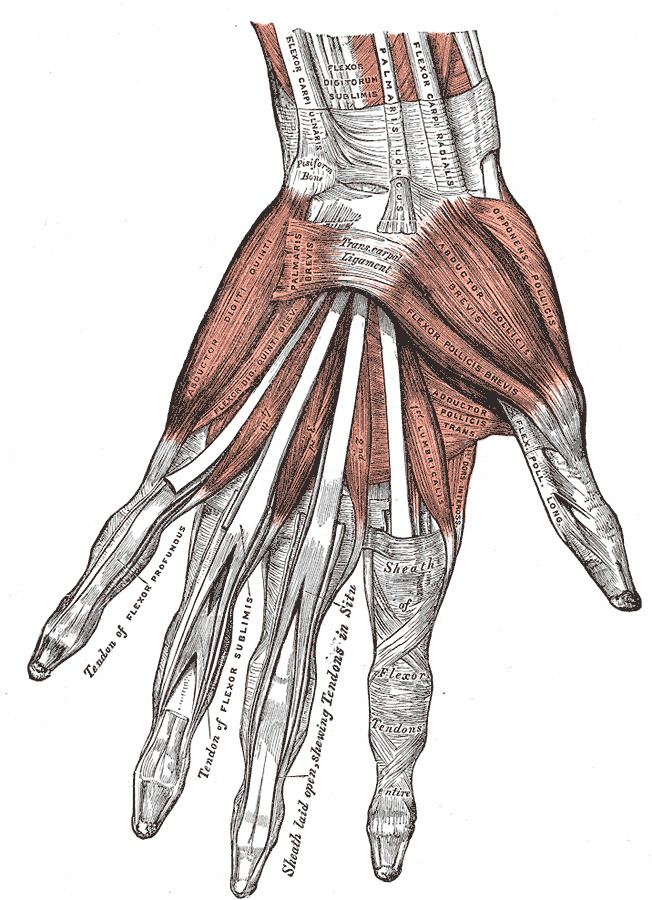 Muscles of the thumb