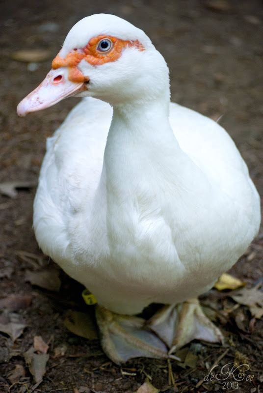 Muscovy duck About Muscovy Ducks Moose Manor Farms