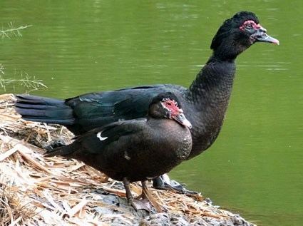 Muscovy duck Muscovy Duck Identification All About Birds Cornell Lab of