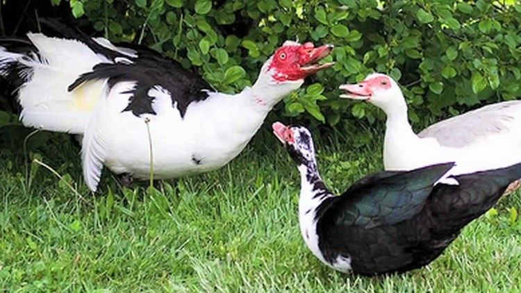 Muscovy duck Muscovy Ducksquot Documentary YouTube