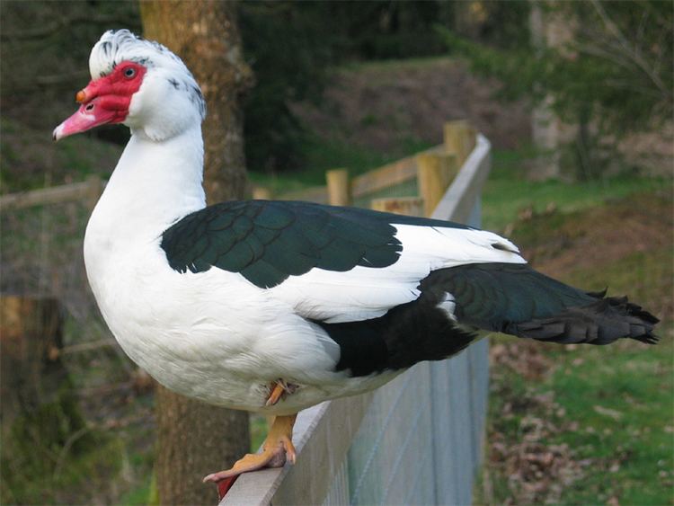 Muscovy duck httpsuploadwikimediaorgwikipediacommons77