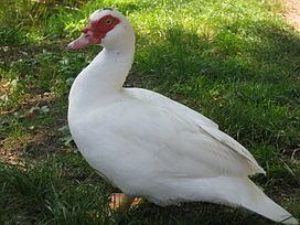 Muscovy duck Muscovy duck Wikipedia