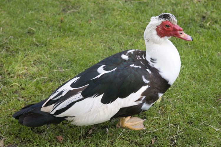 Muscovy duck The Magnificent Muscovy Duck Countryside Network