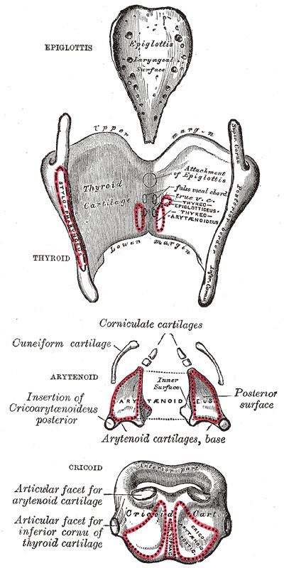 Muscular process of arytenoid cartilage