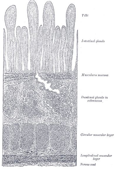 Muscularis mucosae