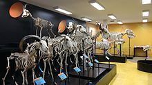 Museum of Veterinary Anatomy FMVZ USP httpsuploadwikimediaorgwikipediacommonsthu