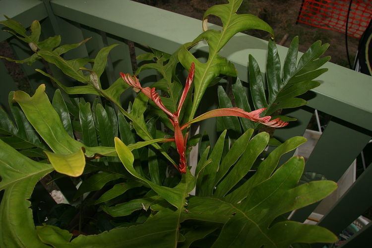 Musgravea heterophylla