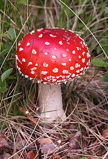 Mushroom httpsuploadwikimediaorgwikipediacommonsthu