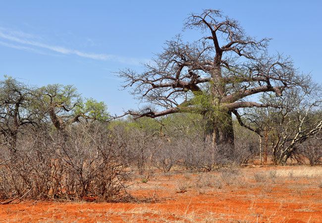 Musina Beautiful Landscapes of Musina