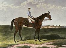 Musjid (horse) httpsuploadwikimediaorgwikipediacommonsthu