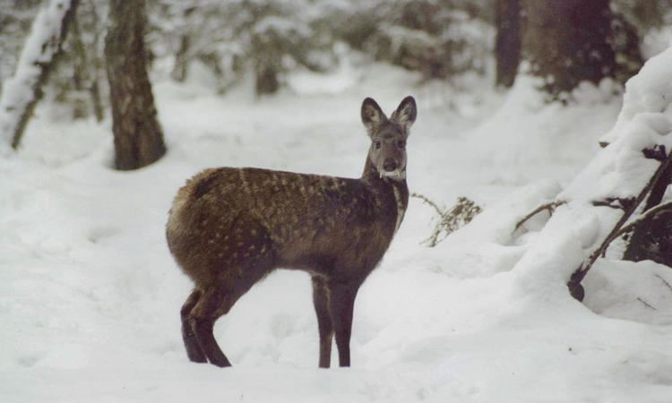 Musk deer Musk Deer Pages WWF