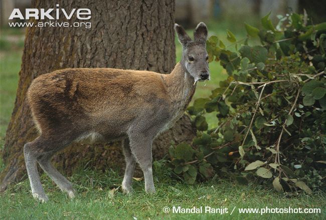 Musk deer Siberian musk deer photo Moschus moschiferus G34772 ARKive