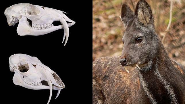 Musk deer Deer with 39fangs39 spotted in Afghanistan for first time in 60 years