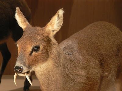 Musk deer Sandwalk Are You Sexually Attracted to Male Musk Deer