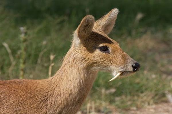 Musk deer MUSK DEER Tibet Nature Environmental Conservation Network