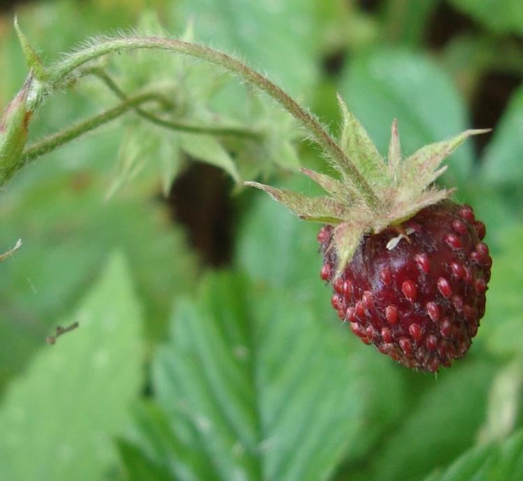 Musk strawberry Strawberry Musk Fragaria moschata Seeds 250 from Chiltern Seeds