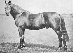 Musket (horse) httpsuploadwikimediaorgwikipediacommonsthu