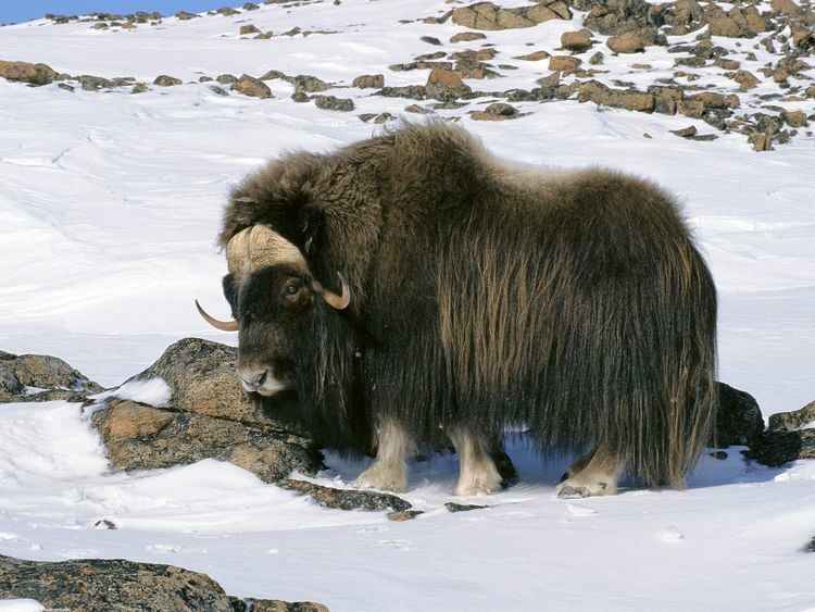 Muskox 1000 images about Musk Ox Love on Pinterest Future jobs Yarns