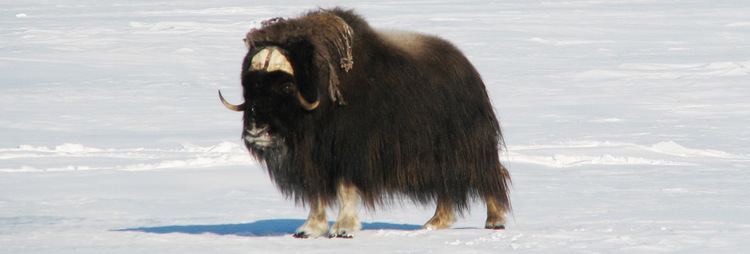 Muskox 5 Interesting Facts About Muskox Hayden39s Animal Facts