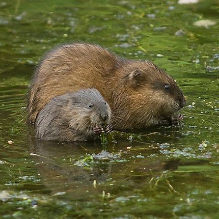 Muskrat Facts About Muskrats