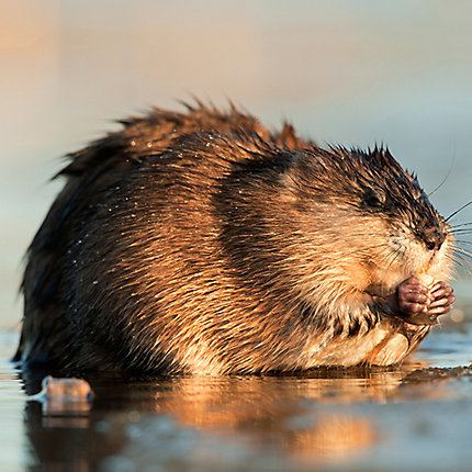 Muskrat Facts About Muskrats