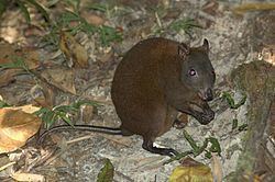 Musky rat-kangaroo Musky ratkangaroo Wikipedia