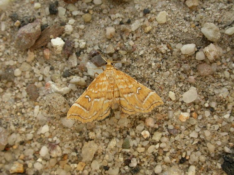 Musotima ochropteralis