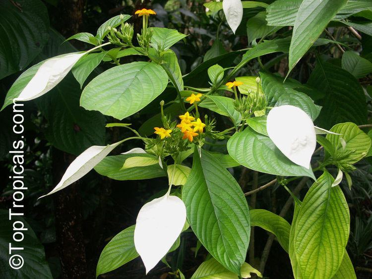 Mussaenda frondosa Tropical plant catalog TopTropicalscom