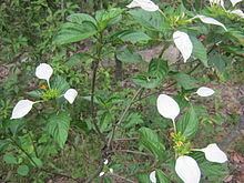 Mussaenda macrophylla httpsuploadwikimediaorgwikipediacommonsthu