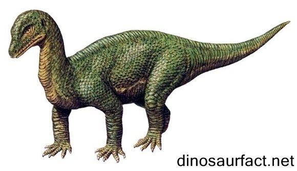 Mussaurus Mussaurus dinosaur