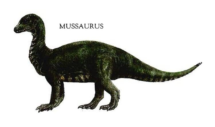 Mussaurus Mussaurus Pictures amp Facts The Dinosaur Database