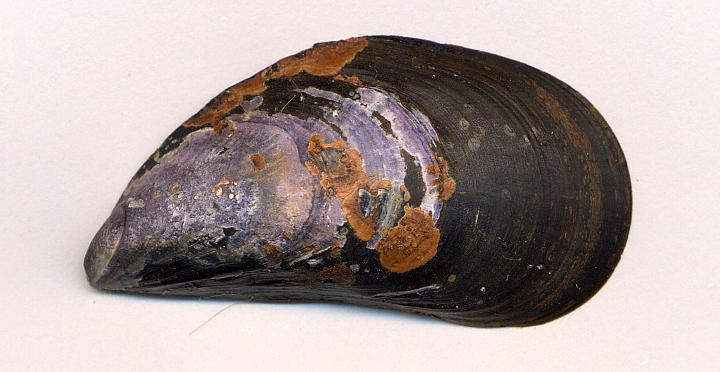 Mussel A Mussel Hybrid Zone Genetics Ecology and Evolution